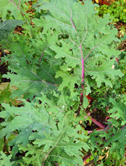 Red russian kale