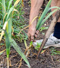 Harvesting garlic