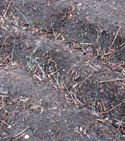 Leeks planted in a trench