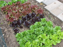 Lettuce bed