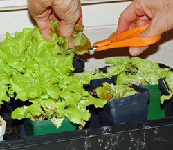 Harvesting lettuce