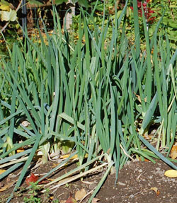 Mature scallions