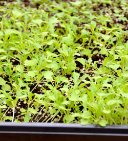 Microgreens