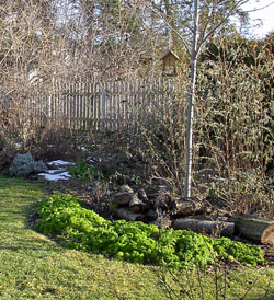 Parsley border