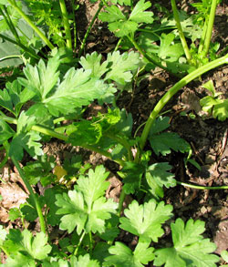 Flat-leaf parsley