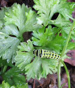 Swallowtail caterpillar on parsley