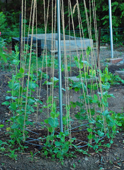 pea trellis