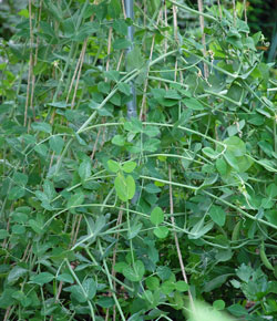 Peas falling over