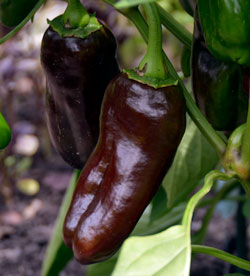 Chocolate pepper