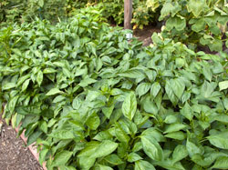 Pepper patch