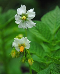 Potato blossoms