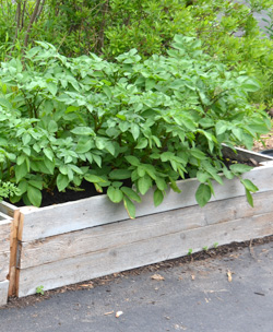 Potatoes in a box