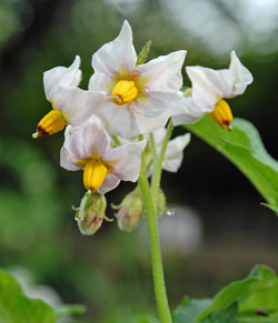 Potato blossoms