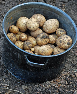 Potato harvest