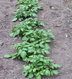 Potato trench filled in