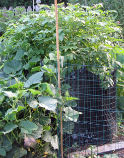 Potatoes growing in a barrel