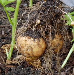 Harvesting potatoes