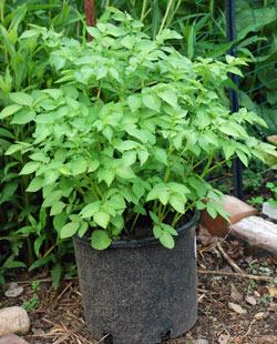 Potatoes growing in a pot