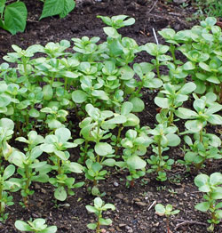 Wild purslane