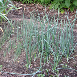 Scallions