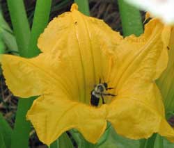 Bumblebee pollinating squash