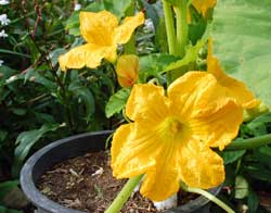 Squash in container