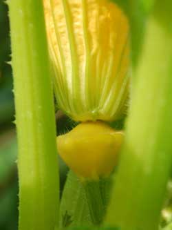 Patty pan squash developing