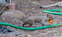 Squirrel taking a tomato