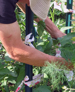 Staking tomatoes