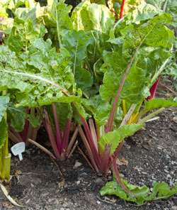 Swiss chard disease