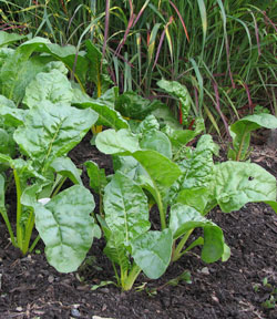 Swiss chard growing