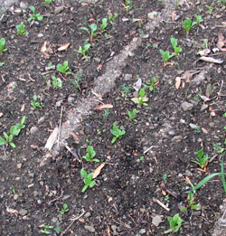 Swiss chard seedlings