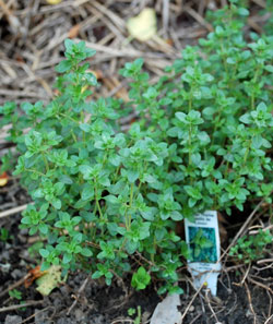 Thyme