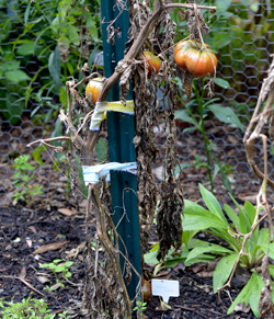 Tomato blight