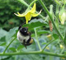 Bumblebee pollinating tomato