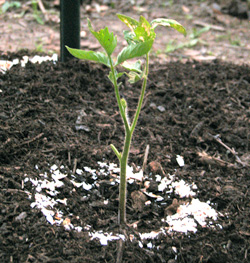 Tomato surrounded by eggshells