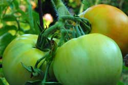 tomatoes ripening