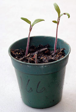 Tomato seedlings