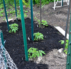 Planting in the spring