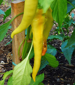 Yellow peppers