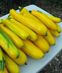 Yellow squash