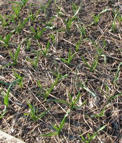 Young garlic plants