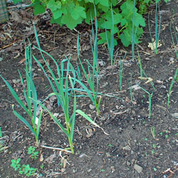 Young leek plants